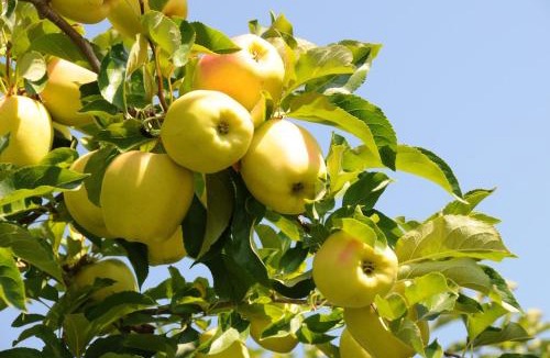 Cles House | Agritur Primo Sole