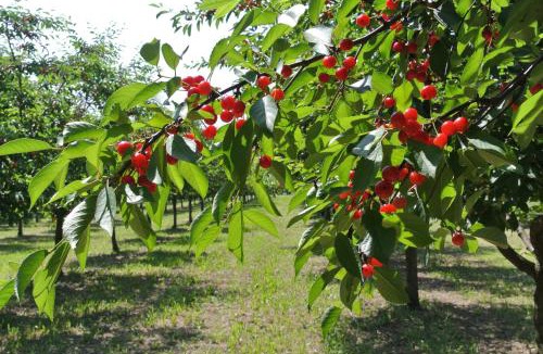 Formigine House | Alloggio Cantalupo