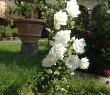 Buttrio Bed & Breakfast | Antica Scuderia
