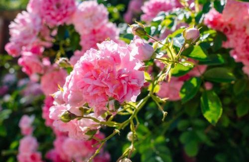 Gioia dei Marsi Bed & Breakfast | B&B LE GRETTE