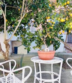 Castro Marina Apartment | Casa Maria e giardino di limoni
