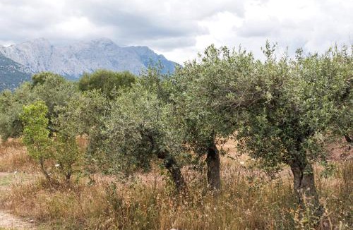 Dorgali House | S'Ulumu