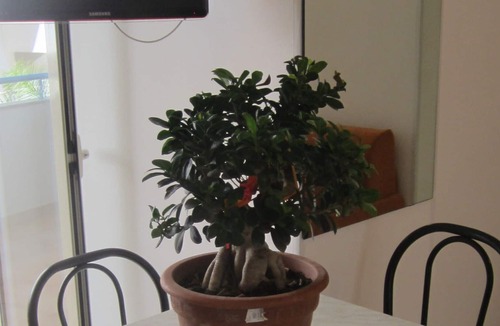 Baia Verde Apartment | Two-room apartment 2 places close to the sea