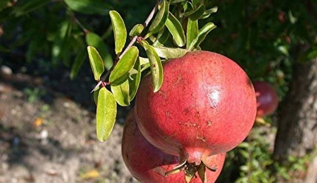 Villa "Il Melograno" with Terraces, A/C & Wi-Fi