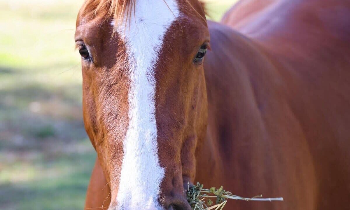 Photo of Others in South Maclean