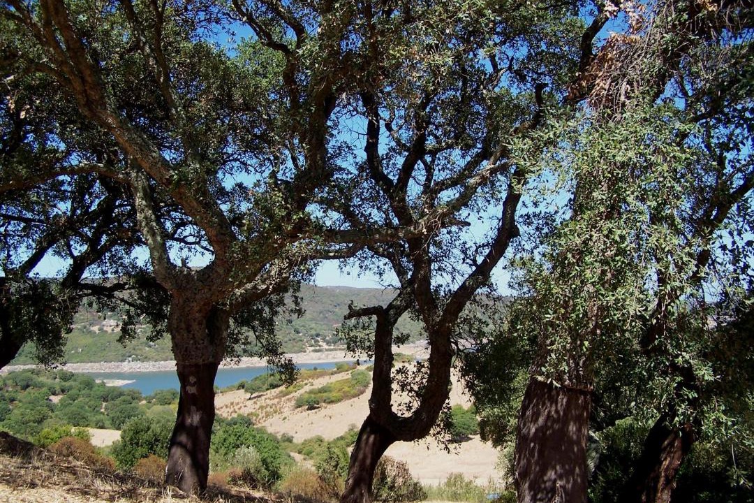 Photo of Others in Sa Castangia